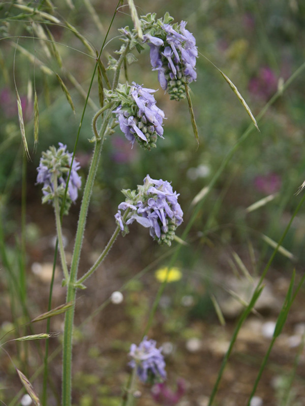 _viber_2021-05-17_15-25-09