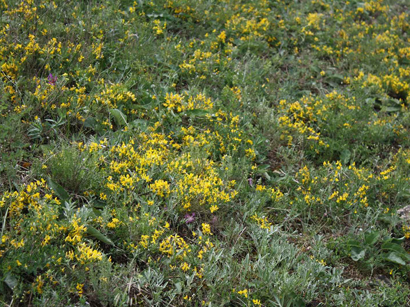 _viber_2021-05-17_15-25-38