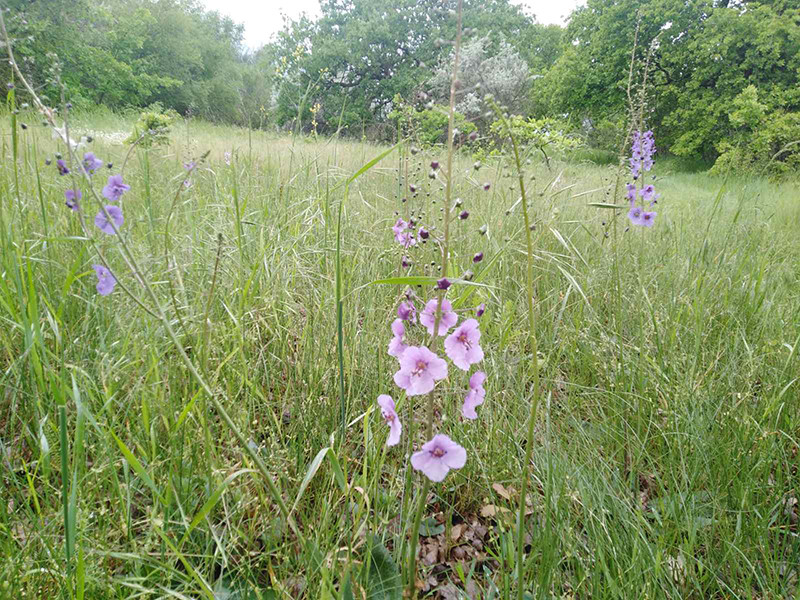 _viber_2021-05-20_09-56-57