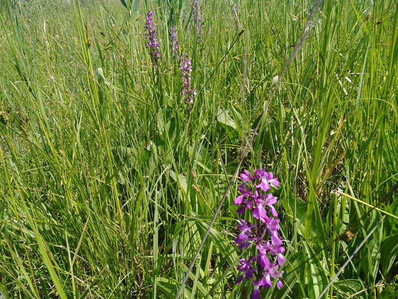 _viber_2021-06-12_20-09-39