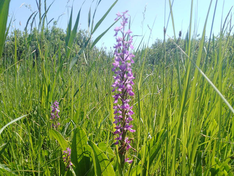 _viber_2021-06-12_20-09-41