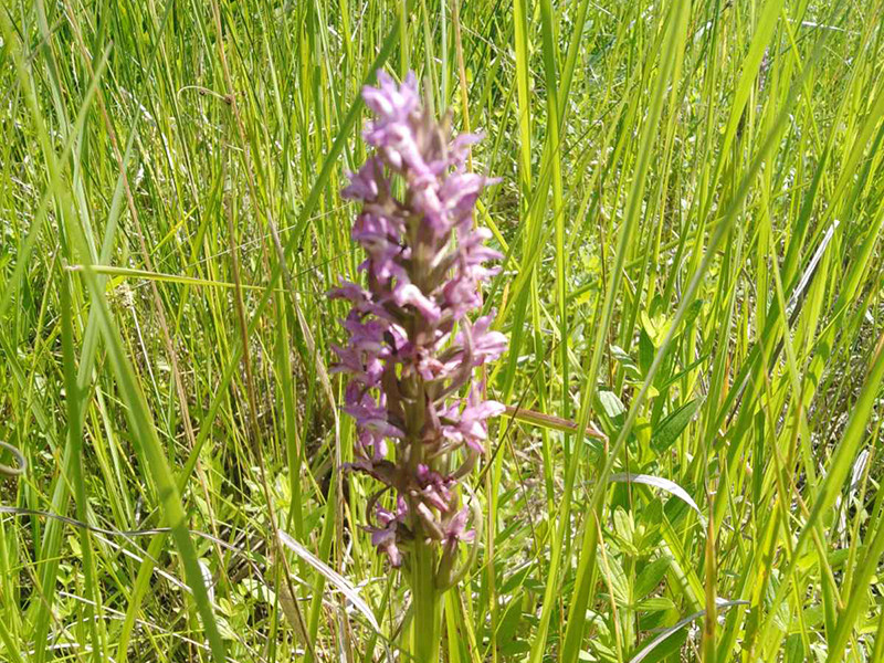 _viber_2021-06-12_20-09-44