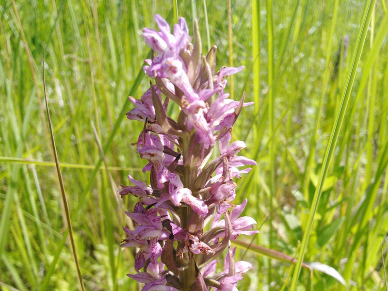 _viber_2021-06-12_20-09-45