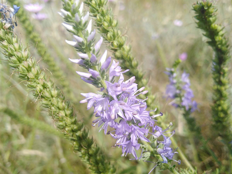 _viber_2021-07-16_18-38-33-260