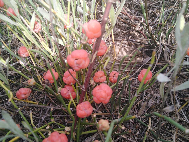 _viber_2021-07-16_18-39-01-801