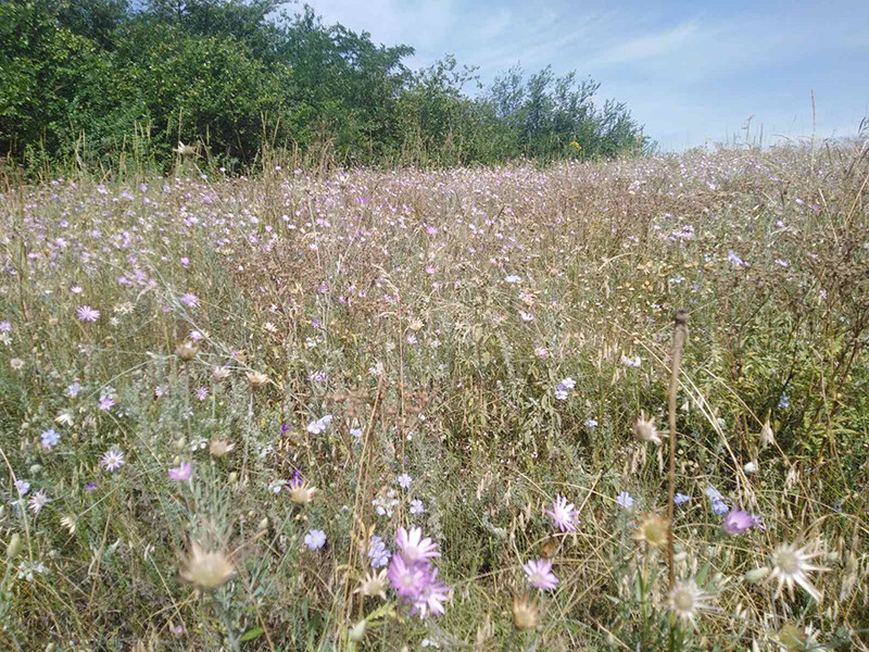 _viber_2021-07-16_18-40-00-742