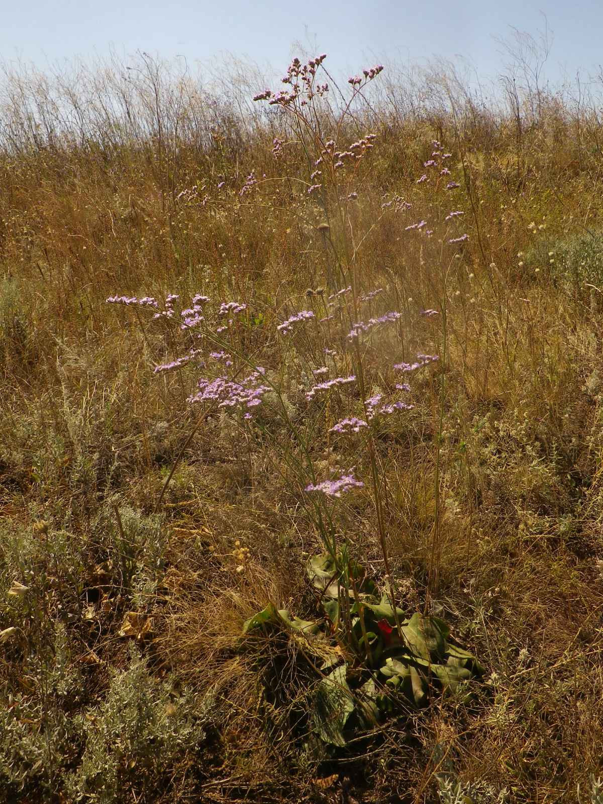 _viber_2021-08-31_20-40-31-760