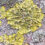 Золотянка стінна – Xanthoria parietina