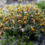 Грімія подушкова (Grimmia pulvinata)