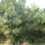 Сосна кримська, сосна Палласова (Pinus  nigra ssp. pallasiana)
